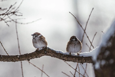 12 февраля – Трёхсвятие: традиции и запреты