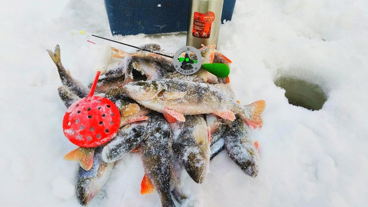 Не хуже, чем летом: смотрите, сколько рыбы выловили жители Архангельской области на зимней рыбалке