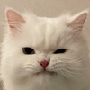 userpic__CAT