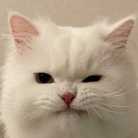 Аватарка CAT