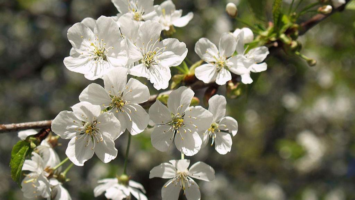Тест для настоящих садоводов: угадайте цветущее дерево по цветку