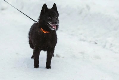 Yaroslavl Approves Addresses for Dog Walking Areas