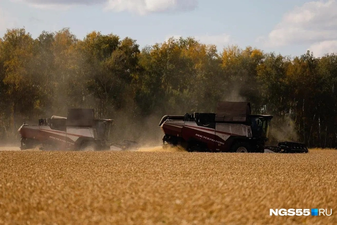 Поле спелой пшеницы переливает золотистыми красками  | Источник: Евгений Софийчук / NGS55.RU 