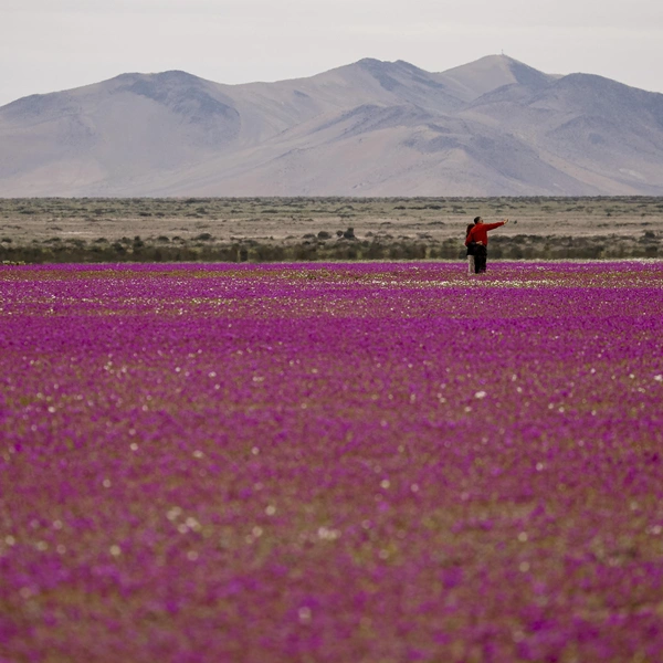 Источник: Lucas Aguayo Araos/Anadolu via Getty Images