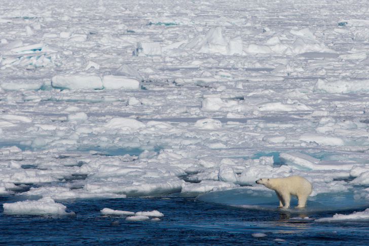 Почему море бывает сплошь покрыто льдом, а бывает частями | Вокруг Света