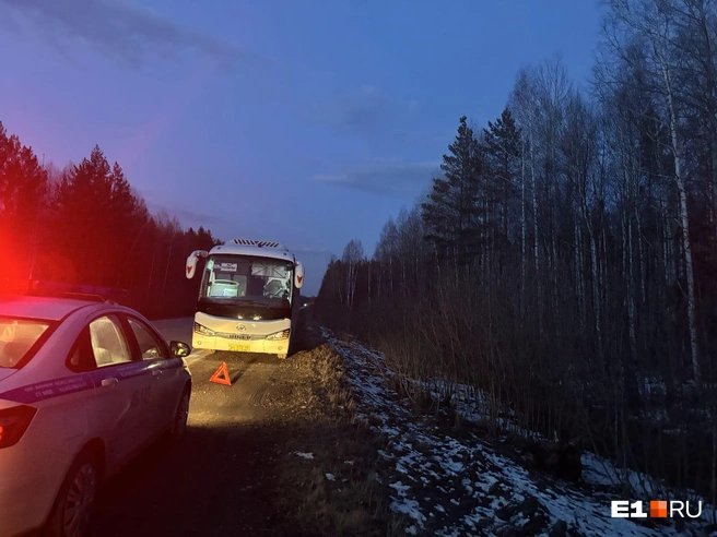 «Отказали задние лапы, уполз в кювет». На уральской трассе автобус сбил лося: видео | Источник: Госавтоинспекция Свердловской области