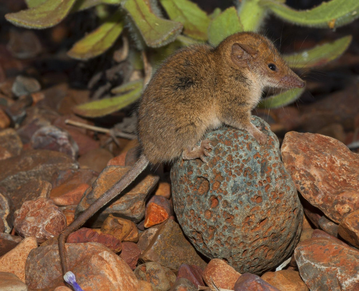 Самые маленькие сумчатые: в Австралии открыли 2 новых вида животных