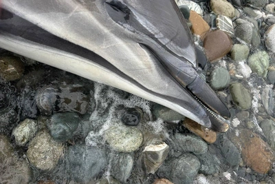 На кубанском берегу нашли 132 погибших дельфина