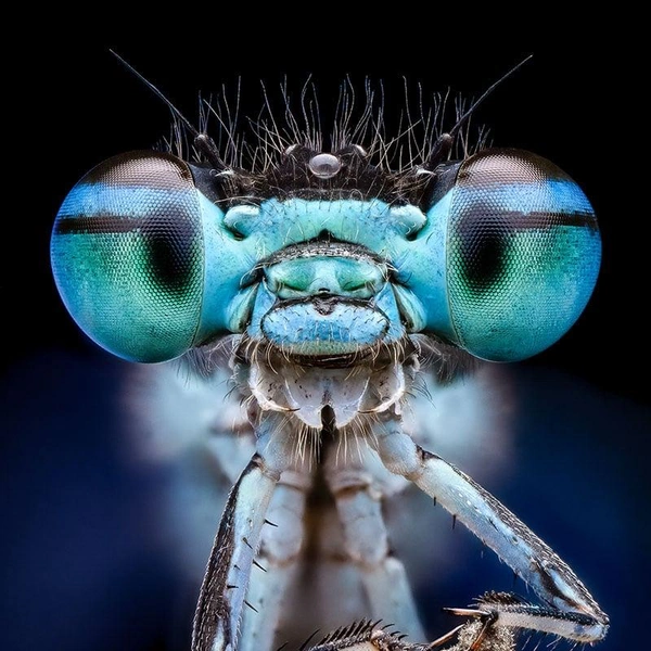 Финалист в номинации «Портрет» | Источник: Benjamin Salb / Royal Entomological Society 2024 Photography Competition