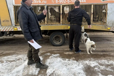 Мэр Чуны иронизирует над отловом бездомных собак