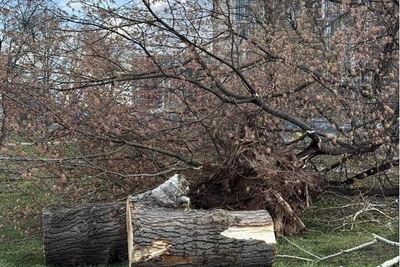 В сквере Алымова вырубили деревья – ответ властей
