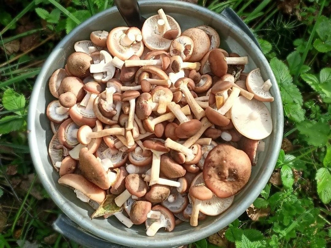 Опята растут сейчас повсеместно. Причем, сразу несколько видов одновременно | Источник: Вика Счастливая / Грибы в Подмосковье 2025 / VK.com