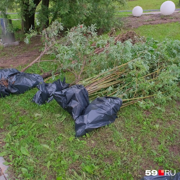 Деревья упаковали в пакеты | Источник: Василина Любимова / 59.RU