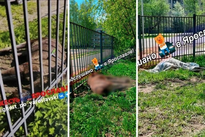 «Попал на камеры»: у школы в Ярославле погиб лось