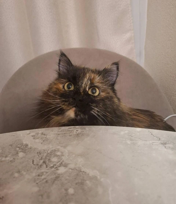 Сколько можно сидеть за пустым столом? Накрывайте уже  | Источник: читатель 63.RU 