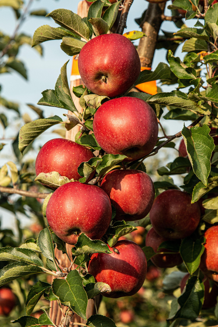 Как правильно собирать и хранить яблоки, чтобы они не портились — берите на заметку!