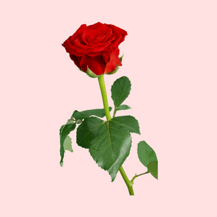 Гадаем на розах: когда начнется главная love story твоей жизни?