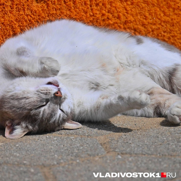 Источник: Елена Буйвол / VLADIVOSTOK1.RU