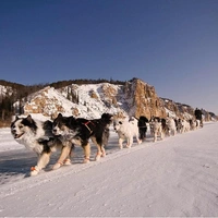 Не только хаски: собаки, которым не страшен мороз