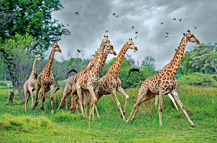 Шесть метров напряжения: 10 удивительных фактов о жирафах