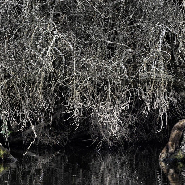 Победитель в номинации «Млекопитающие» | Источник: Federica Cordero / European Wildlife Photographer of the Year 2025