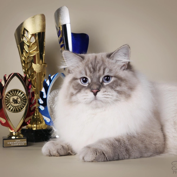 Пятым в рейтинге (18&nbsp;058 баллов) стал сибирский кот из России по имени Let’s Dance LucianAurora | Источник: Ludmila Pankova (tessa.lv) via WCF