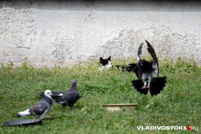 Источник: Елена Буйвол / VLADIVOSTOK1.RU