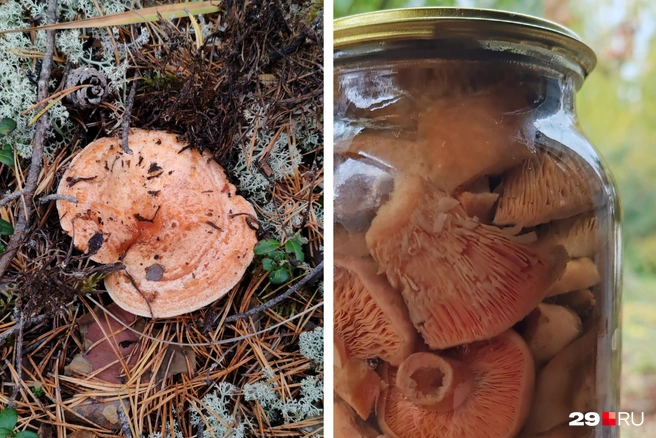 Рыжик очень полезен, это источник витаминов, аминокислот, легкоусвояемого белка, клетчатки и даже природного антибиотика | Источник: Вероника, читательница 29.RU