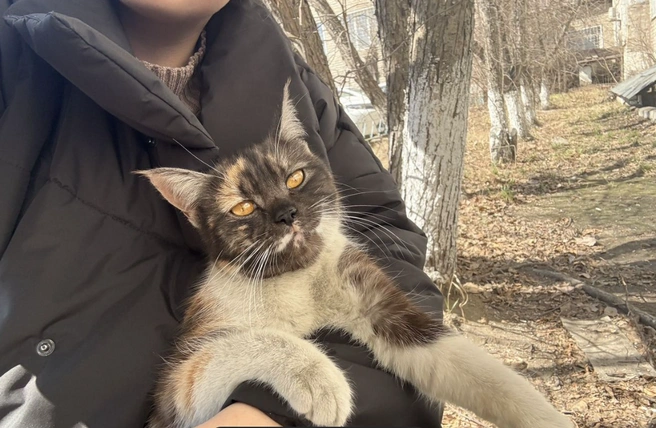 Источник: сервис для подачи объявлений