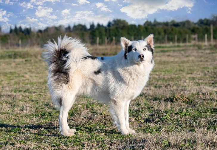 Якутская лайка | Источник: Shutterstock/Fotodom.ru
