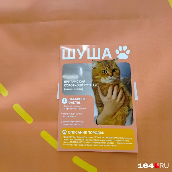 Источник: Сергей Гендин / 164.RU