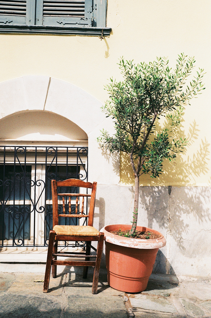 Как вырастить оливковое дерево у себя дома