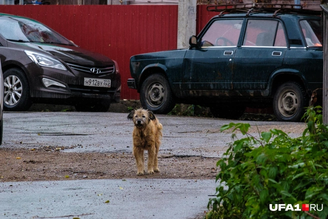 А пёсику спрятаться негде | Источник: Булат Салихов / UFA1.RU