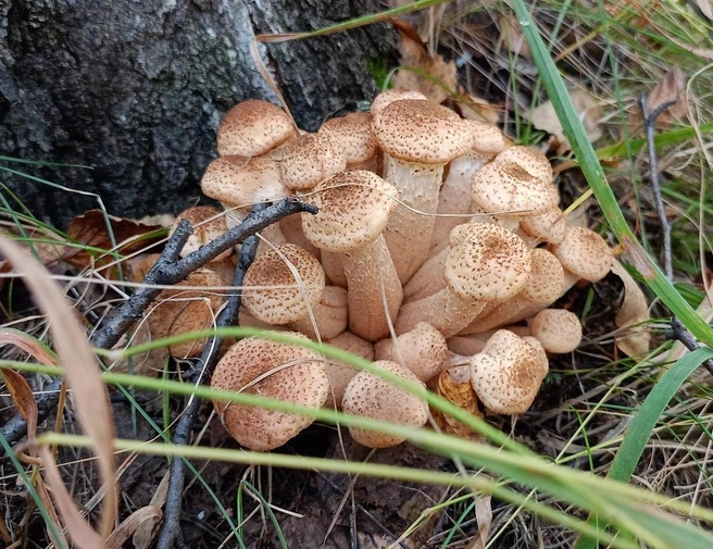Опят, похоже, везде много. Возле Аргазинского водохранилища тоже можно набрать пару ведер | Источник: Ирина Пелевина / Грибы Челябинской области