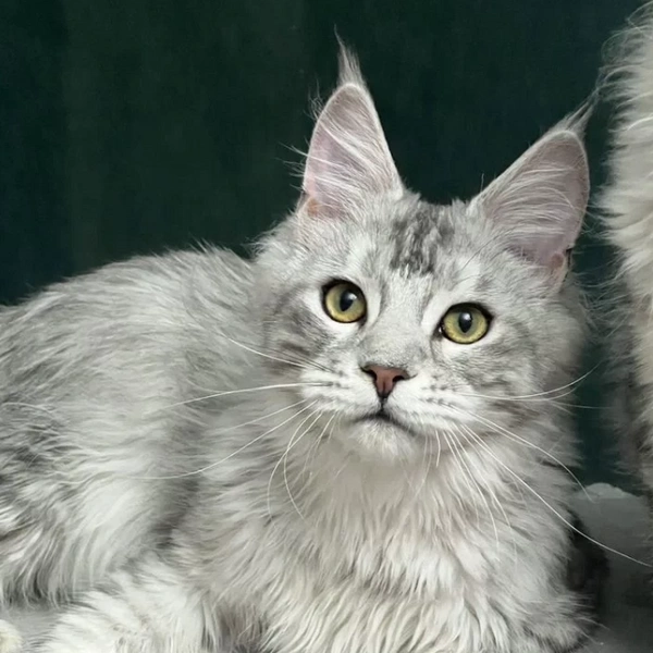 У питомца серебристый окрас