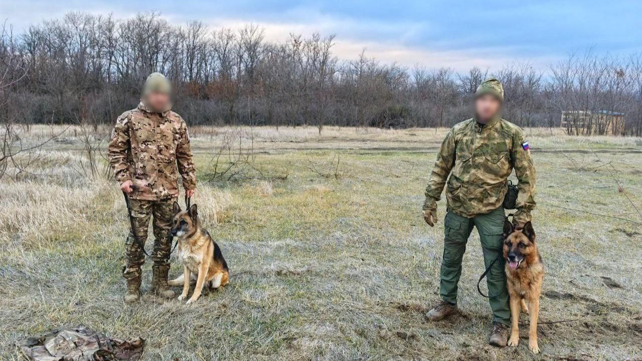 Пограничники отправили отслуживших с ними собак из Забайкалья на СВО