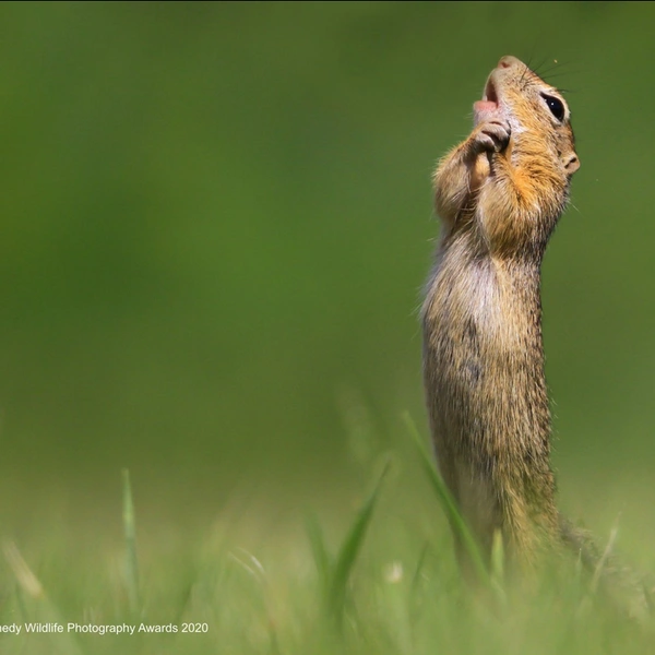«Растоплю ее сердце серенадой» | Источник: Roland Kranitz / Comedy Wildlife Photography Awards 2020