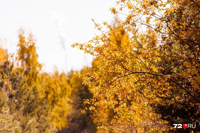 Все-таки красивая осень в нашем городе. Вряд ли с этим кто-то будет спорить | Источник: Ирина Шарова / 72.RU