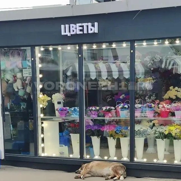 Источник: Татьяна Тельпис / Voronezh1.ru