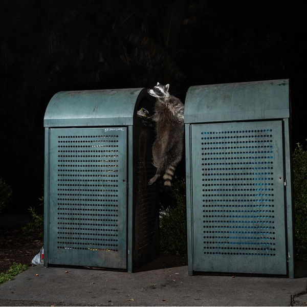«Вечерняя тренировка» | Источник: Corey Arnold / Sony World Photography Awards 2023
