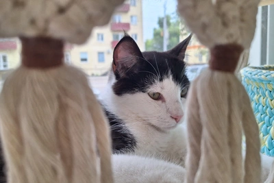 Кот Лунтик из подвала ищет добрых хозяев в котокафе