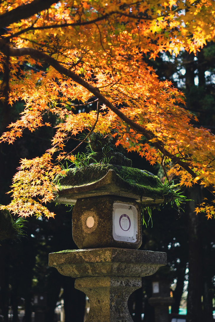 Японский клен: как правильно посадить и ухаживать