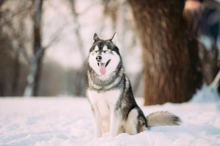 Сибирский хаски | Источник: Great work / Alamy via Legion Media