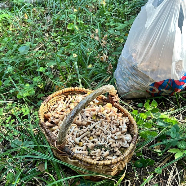 Источник: «Грибы и Грибники Подмосковья» / vk.com