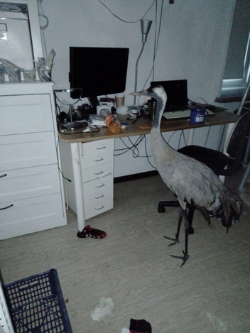 Источник: Татьяна Бульонкова, через НГС