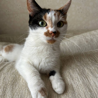 Аватарка Lorsepj