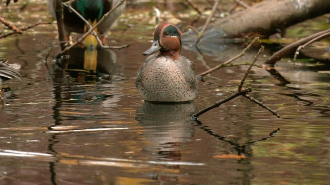 Источник: Павел Глазков / «Каждой твари по паре»