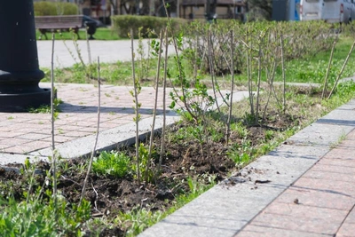 В Астрахани стартовал сезон высадки кустарников