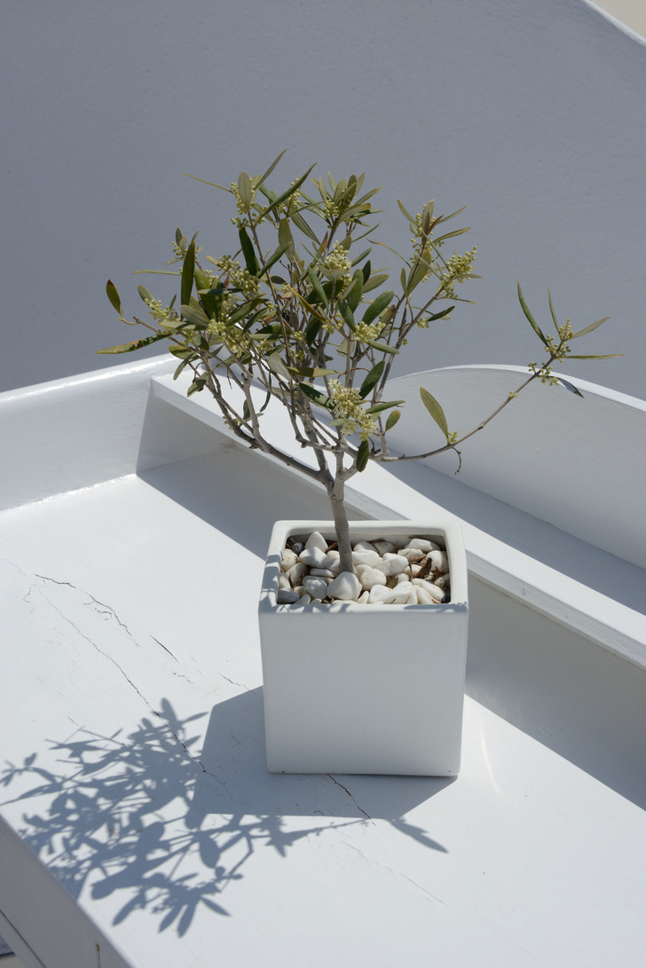 Выращивание оливкового дерева