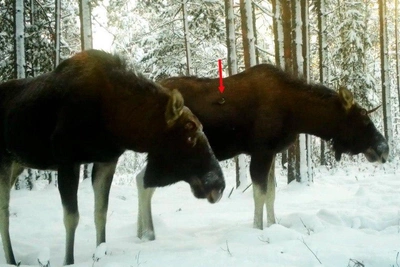 Tit Saves Moose from Parasites in Forests Near St. Petersburg